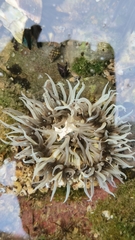 Anthopleura