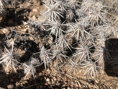 Grusonia clavata