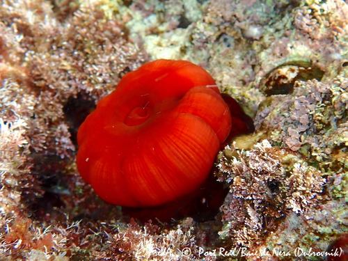 Mediterranean Beadlet Anemone, photo 9 of 9