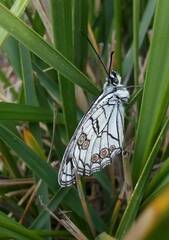 Melanargia ines