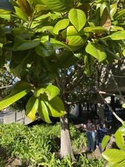 Magnoliaceae