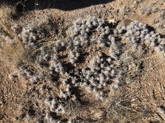 Grusonia clavata