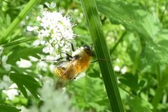 Criorhina floccosa