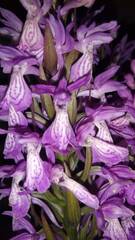 Dactylorhiza elata