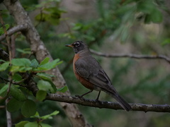 Turdus migratorius