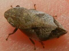 Lepyronia quadrangularis