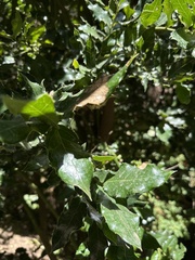 Citronella mucronata