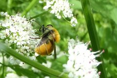 Criorhina floccosa