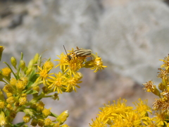 Chauliognathus scriptus