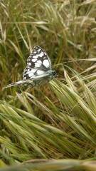 Melanargia ines
