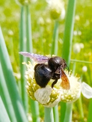 Xylocopa valga