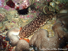 Holothuria sanctori