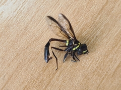 Salpingogaster