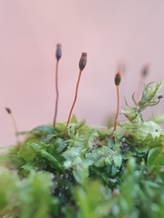 Fissidens