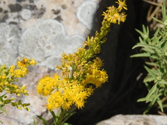 Solidago chilensis