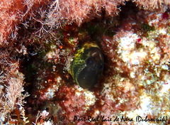 Microlipophrys canevae