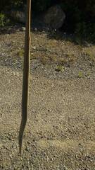 Macroprotodon mauritanicus