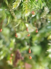 Fissidens