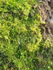 Fissidens