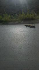 Vulpes vulpes barbara