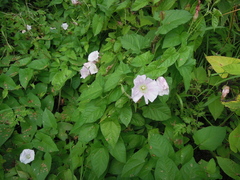 Calystegia sepium spectabilis