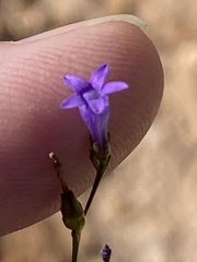 Siphocodon spartioides