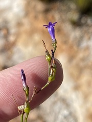 Siphocodon spartioides