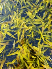 Potamogeton alpinus
