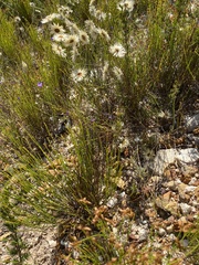 Siphocodon spartioides