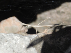 Tetanorhynchini
