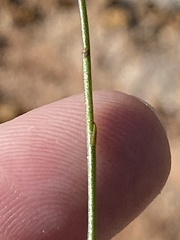 Siphocodon spartioides