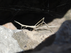 Tetanorhynchini