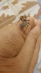 Rhynocoris erythropus