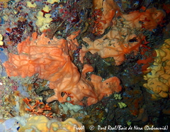 Spirastrella cunctatrix