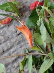 Clinopodium macrostemum