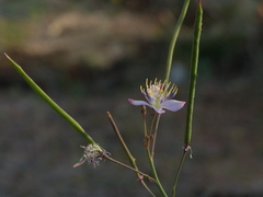 Cleome chelidonii