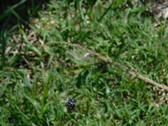Xylocopa splendidula