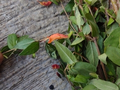 Clinopodium macrostemum