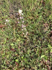 Thysanocarpus curvipes