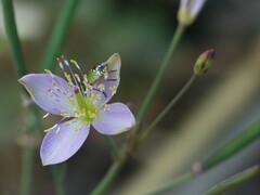 Cleome chelidonii
