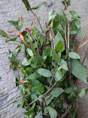 Clinopodium macrostemum