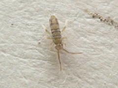 Entomobrya nivalis