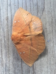 Lonomia obliqua