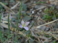 Cleome chelidonii