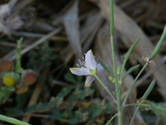 Cleome chelidonii