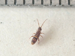 Orchesella cincta