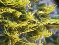 Archidium alternifolium