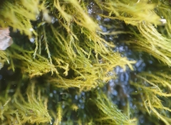 Archidium alternifolium