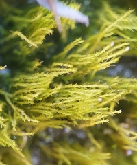 Archidium alternifolium