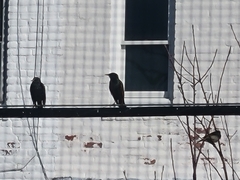 Sturnus vulgaris